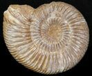Perisphinctes Ammonite - Jurassic #38031-1